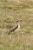 Wheatear