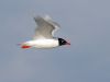 Mediterranean Gull