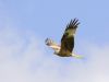 Red Kite