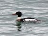 Red-breasted Merganser