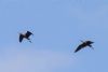 Glossy Ibis