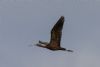 Glossy Ibis