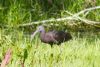 Glossy Ibis