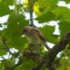 Spotted Flycatcher