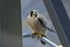 Peregrine