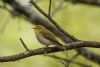 Wood Warbler