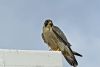 Peregrine