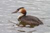 Great Crested Grebe