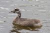 Great Crested Grebe