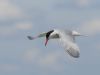 Common Tern