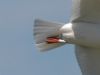 Mediterranean Gull