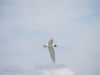 Mediterranean Gull