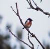 Stonechat