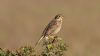 Corn Bunting