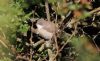 Lesser Whitethroat