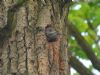 Green Woodpecker