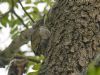 Green Woodpecker