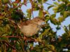 Whitethroat