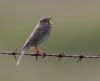 Corn Bunting