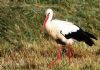 White Stork