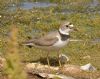 Little Ringed Plover