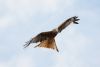 Red Kite