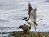 Common Sandpiper