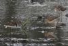 Wood Sandpiper