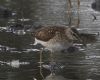 Wood Sandpiper