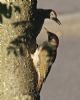 Green Woodpecker