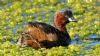 Little Grebe