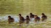 Tufted Duck