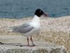 Mediterranean Gull