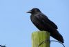 Carrion Crow