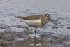 Common Sandpiper