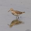 Pectoral Sandpiper