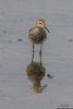 Pectoral Sandpiper