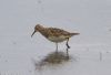 Pectoral Sandpiper