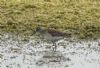 Wood Sandpiper