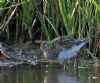 Pectoral Sandpiper