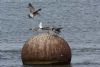 Yellow-legged Gull