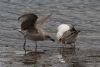 Yellow-legged Gull