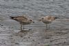 Yellow-legged Gull