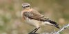 Wheatear