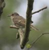 Spotted Flycatcher