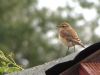 Wheatear