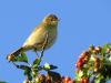 Willow Warbler