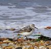 Sanderling