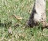 Yellow Wagtail