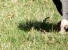 Yellow Wagtail